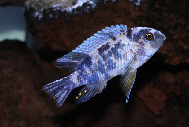 Labeotropheus fuelleborni 'Maleri Island'